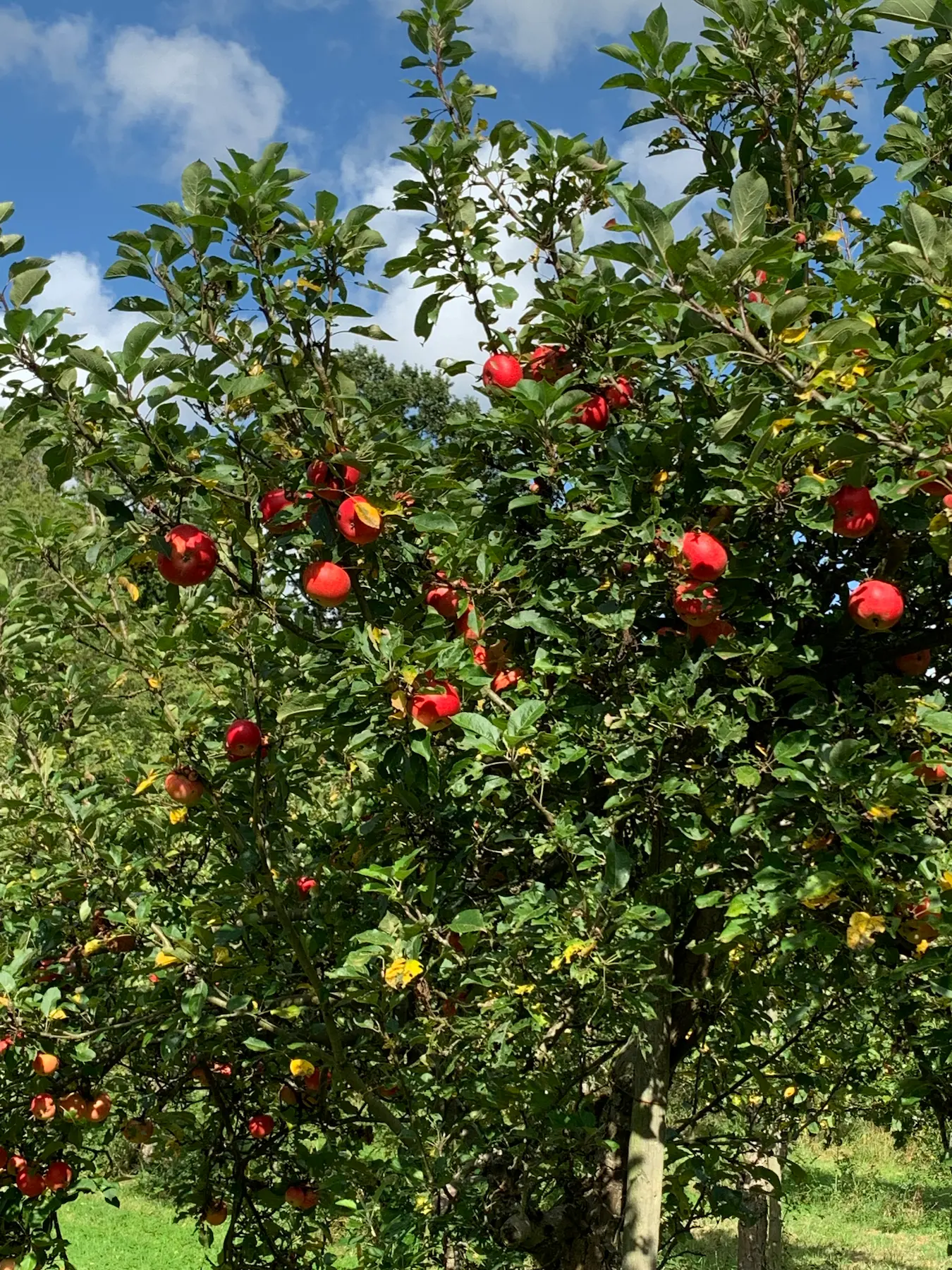 Apple orchard in full bloom at Sam's Farm